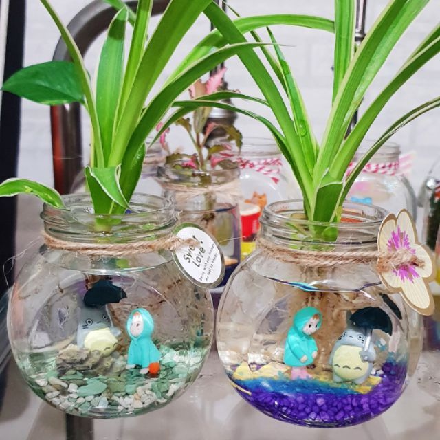 療育系水草瓶 手作水草瓶綠藻球桌上型盆栽水耕植物生日禮物情人節療愈 蝦皮購物
