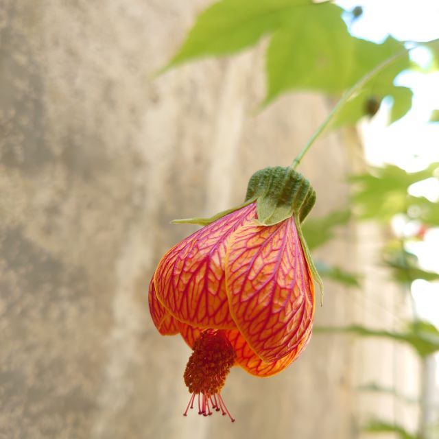 開心果園 3吋盆 紅花風鈴花 燈籠花 蝦皮購物