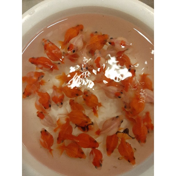 宏海 飼料 活餌 金魚 獅頭 琉金 紅帽 黑牡丹 黑蝶尾 蘭壽 珠鱗 龍睛 蝦皮購物