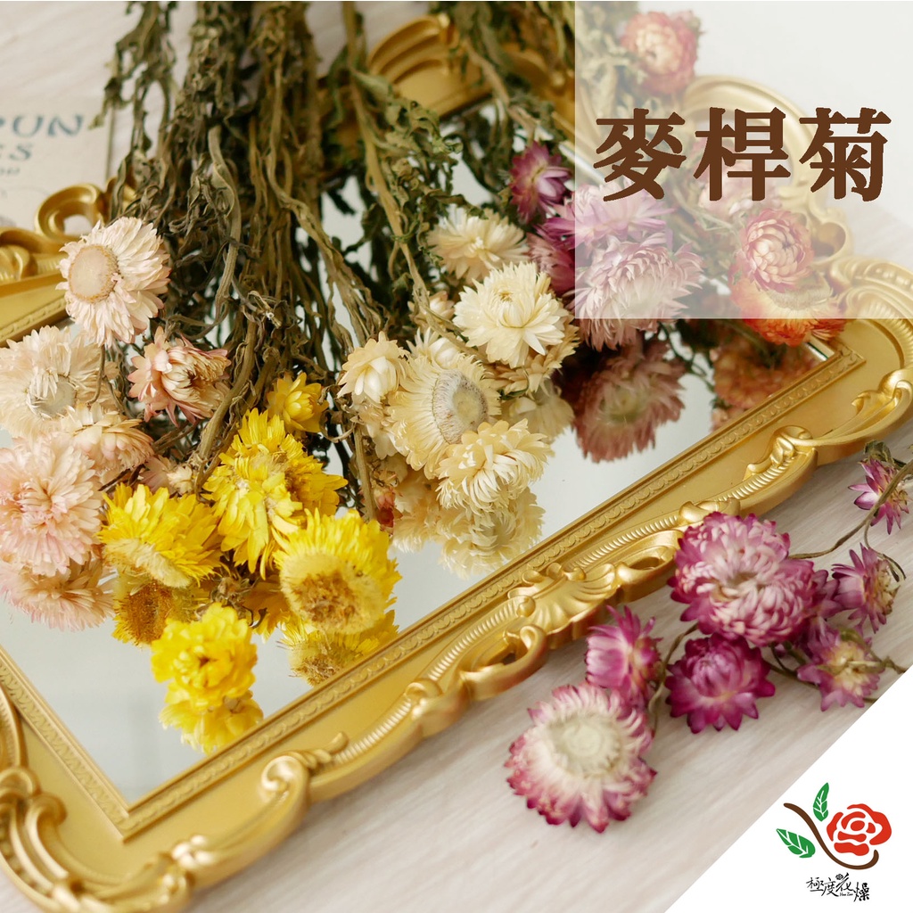 乾燥麥桿菊 麥桿菊 極度花燥 小麥桿菊 菊花 法小菊 不凋花 永生花 乾燥花 桌花 花材 材料 情人節 花束 桌花