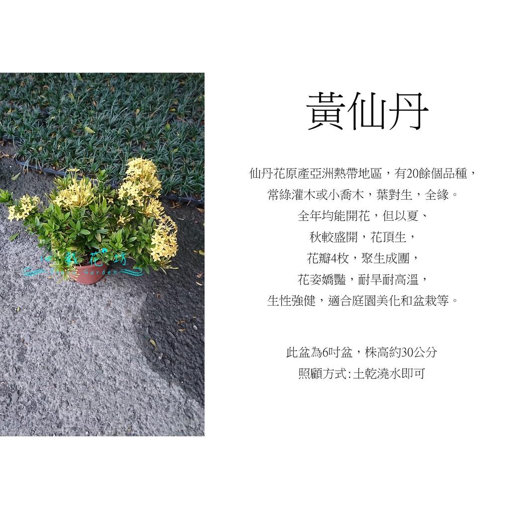 心栽花坊-黃色仙丹/黃仙丹/黃熊貓/6吋/觀花植物/綠籬植物/綠化植物/售價150特價120