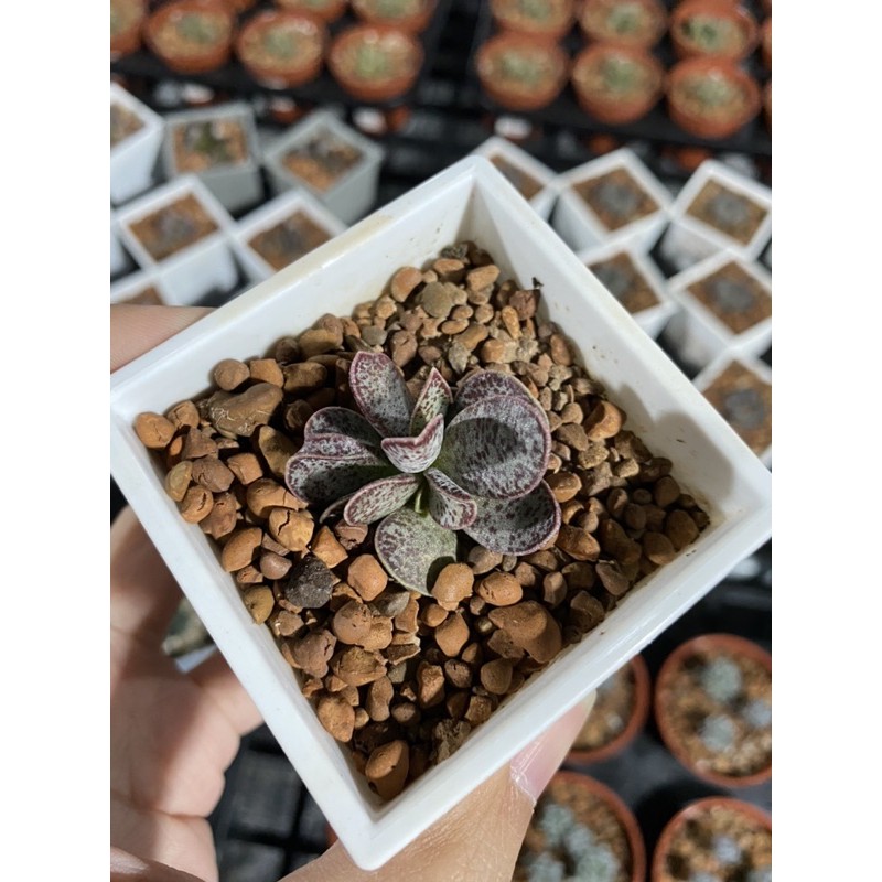 沛宇多肉 扁紅葉天章 寄送易掉葉 可接受再購買 蝦皮購物