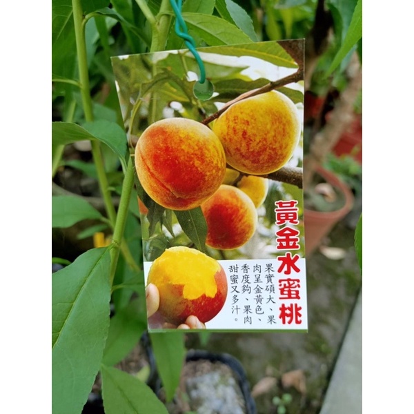 卉迎園藝 黃金水蜜桃嫁接苗高度60公分/水果樹苗/新興果樹