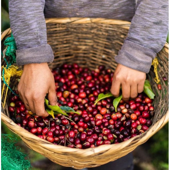 精品咖啡生豆 尼加拉瓜 瑪塔賈爾巴產區 法蒂瑪莊園 日曬 茉莉哈瓦(JavaNica)