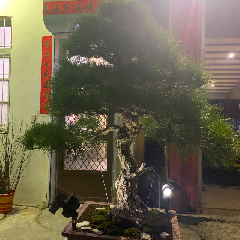 🗣最強美樹🌲僅此一棵💗錯過可惜❣️日本三河60年老黑松💗💗