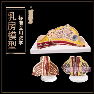 ♥❤女性哺乳期乳房模型 乳房解剖 女性乳房模型 出口歐美優質PVC材質