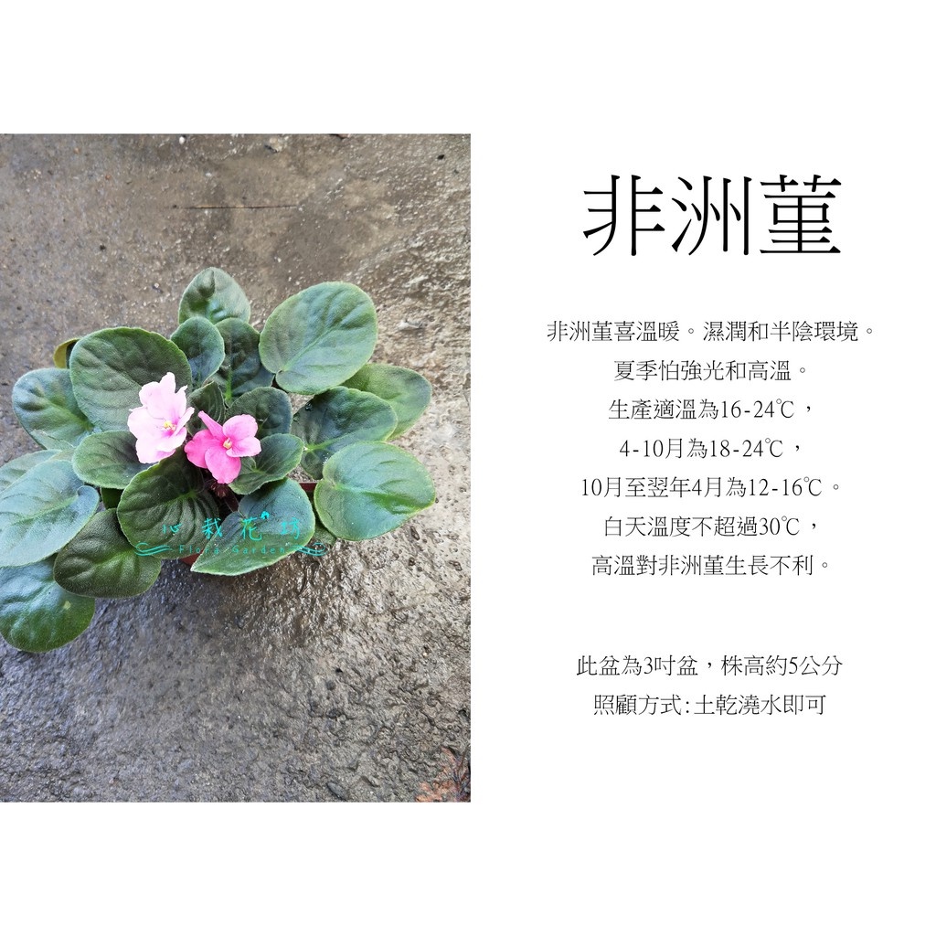 心栽花坊-非洲菫/3吋/非洲紫羅蘭/隨機花色/觀花植物/觀花植物/售價70特價60