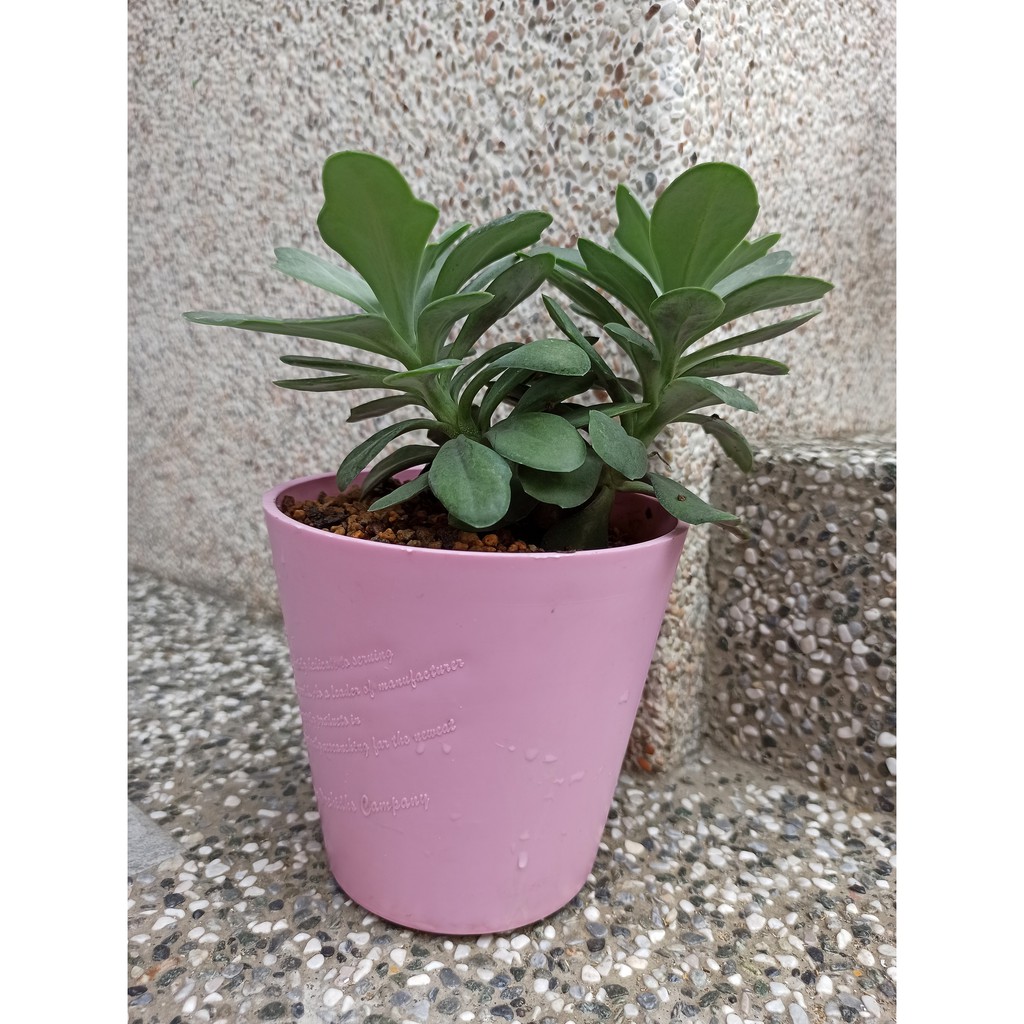 4 5和3吋日式彩盆厚款花盆耐用耐看多肉植物粉彩系列高顏值適合顏色控6種顏色可選擇 蝦皮購物