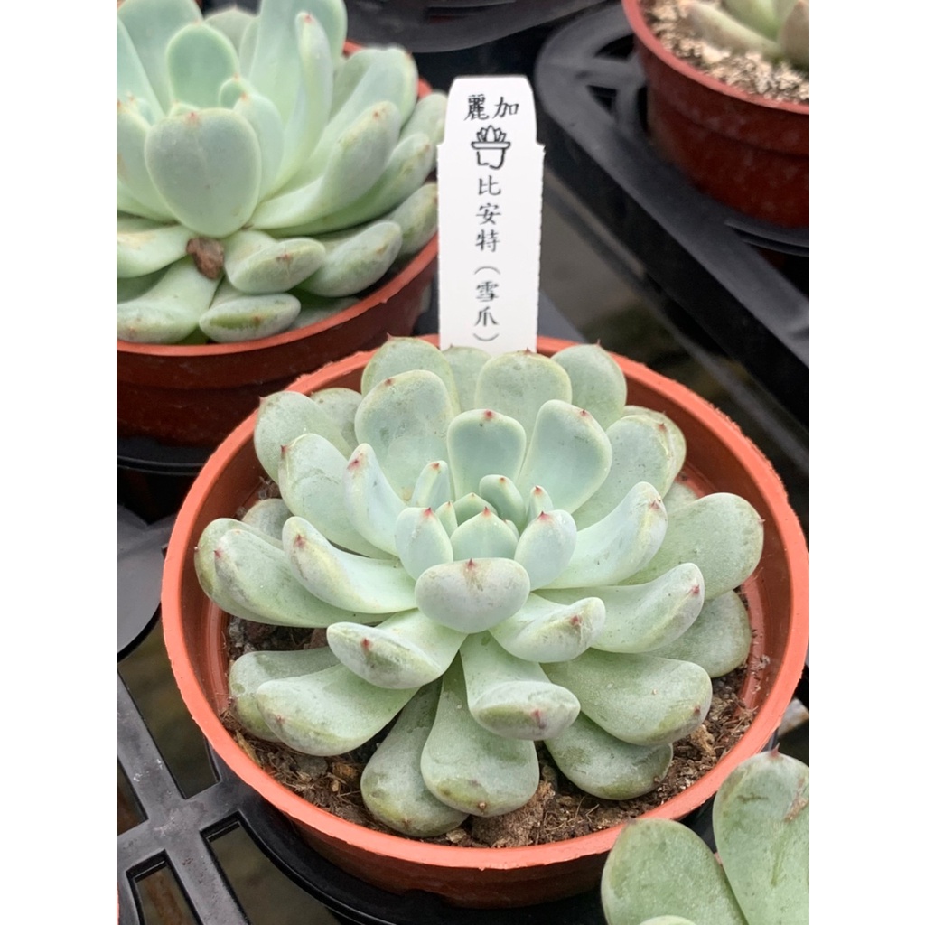 麗加 多肉植物 雪爪 比安特 滿盆限量 現貨參考圖五 蝦皮購物