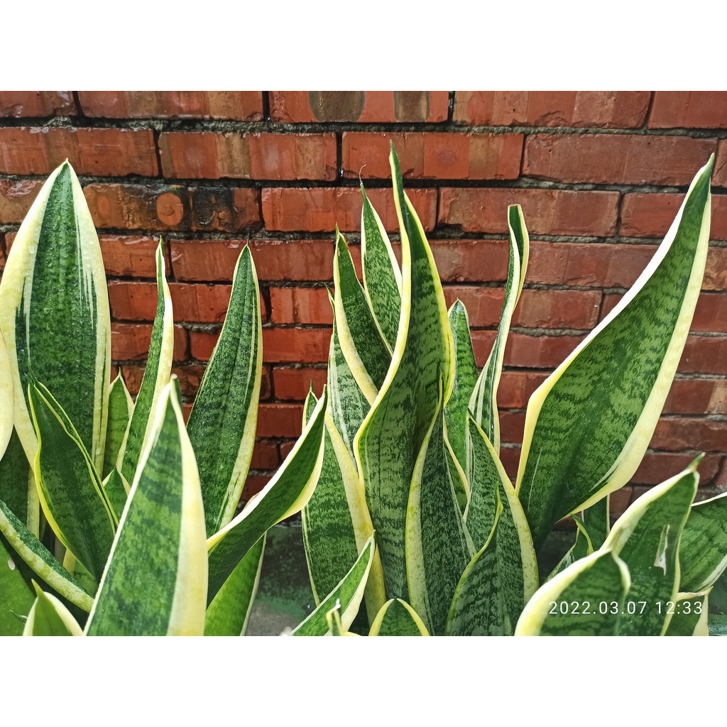 虎尾蘭 金邊虎尾蘭 虎皮蘭 觀葉植物 淨化空氣 /Snake Plant /Mother-in-Law's Tongue