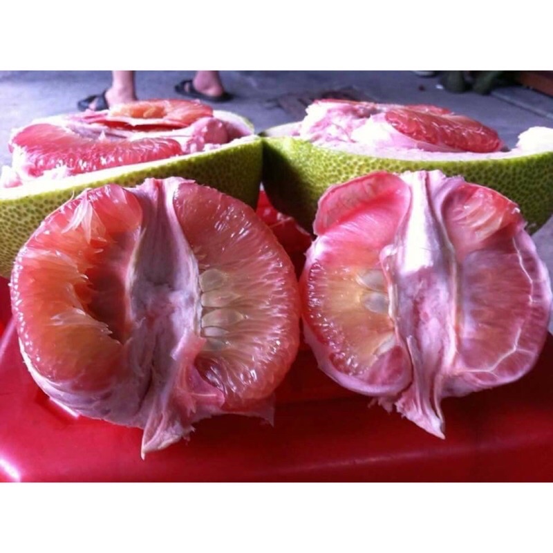 2022冬山45年老欉紅柚文旦(10台斤)(限郵寄、宅配)完售 完售