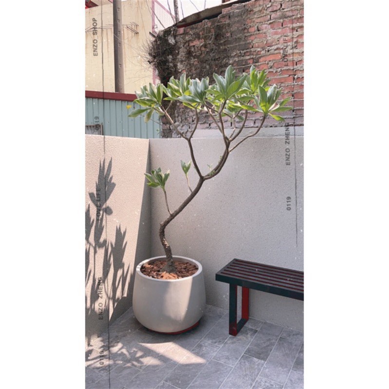 180公分白水木 水磨石 室外植物 陽台植物 觀葉植物 蝦皮購物