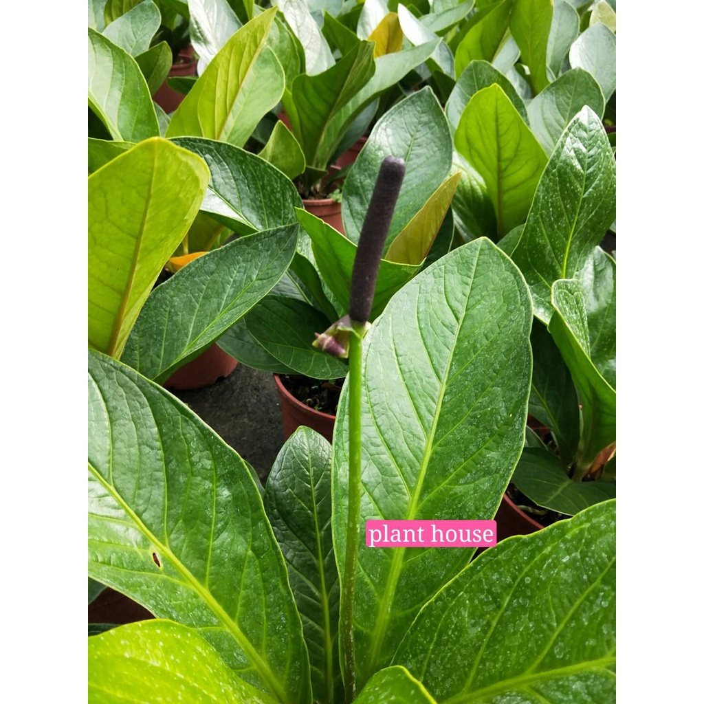 富貴花燭的價格推薦 22年4月 比價比個夠biggo