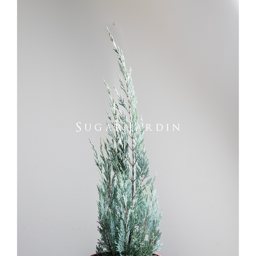 銀柏 銀真柏 松柏盆栽 蝦皮購物