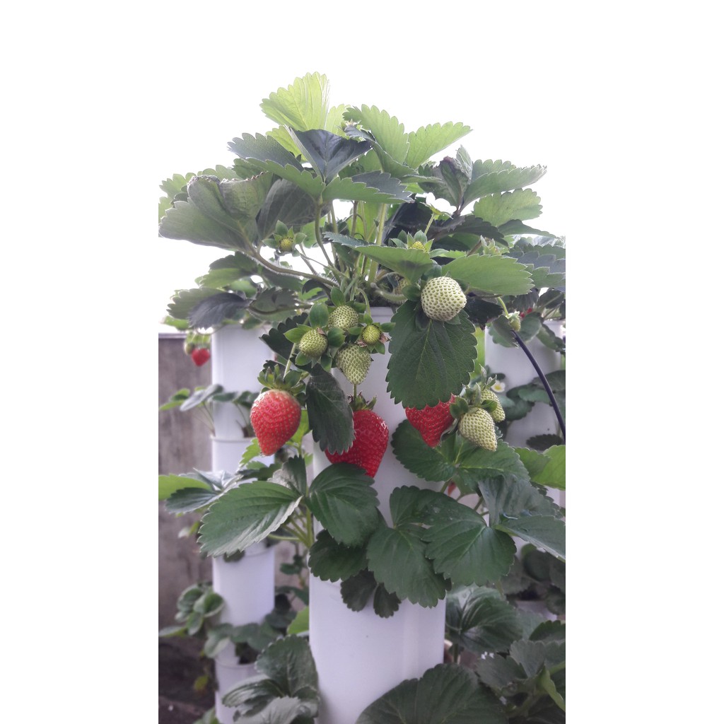 立體植栽盆 魚菜共生 自動灌溉 草莓苗,草莓塔---18盆