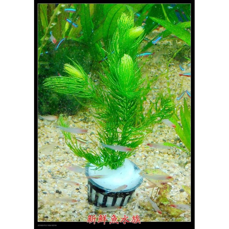 新鮮魚水族館 實體店面造景真水草金魚藻水中葉3盆可種植也可漂浮 寄出怕壓傷 會移盆單寄草五株