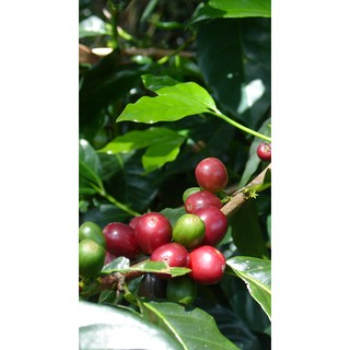 Image of 精選莊園精品咖啡豆（平均ㄧ包濾掛33元）-哥倫比亞-愛情靈藥-紅波旁