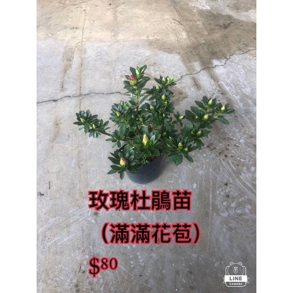 霏霏園藝玫瑰杜鵑苗 (滿滿花苞) $80 3-4吋盆