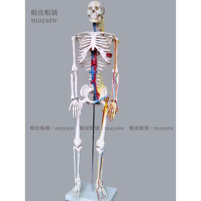 人骨模型 優惠推薦 21年1月 蝦皮購物台灣