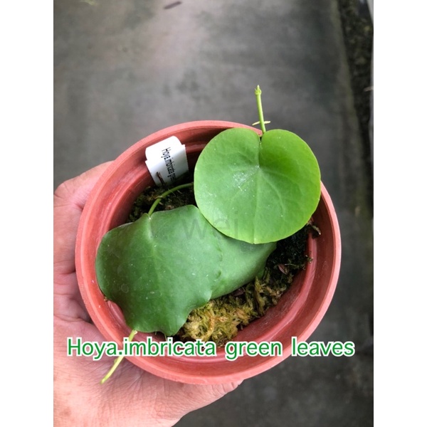 【418小老闆】毬蘭 綠龜 /龜甲/龜殼 Hoya.imbricata green leaves