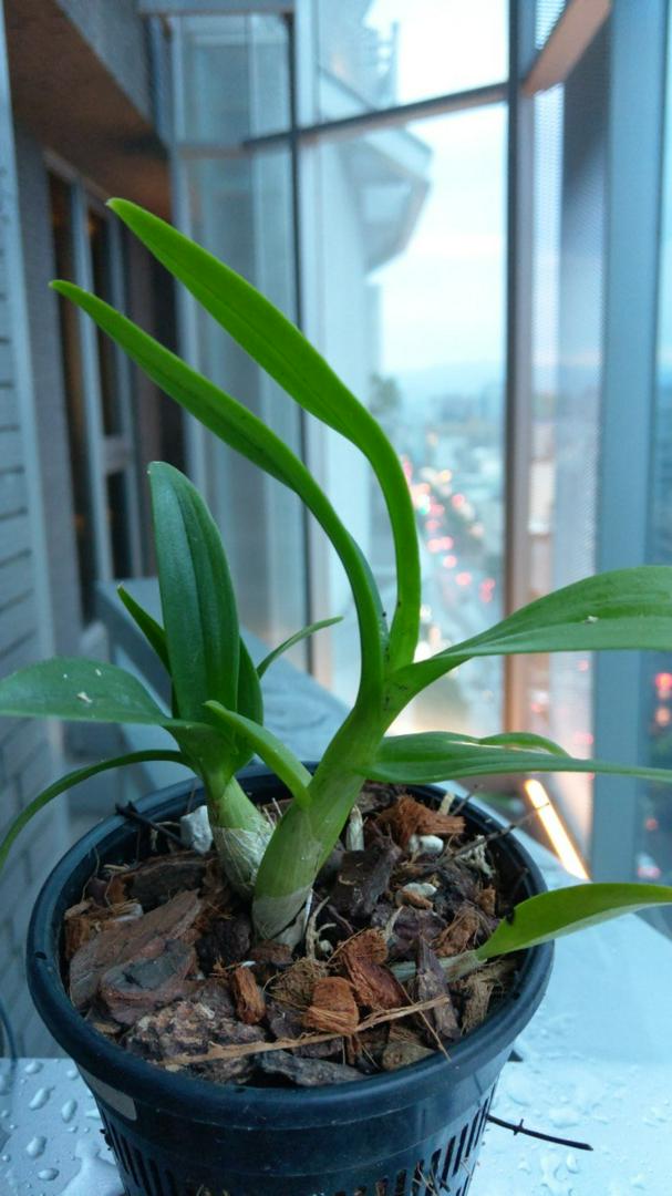 海外花系 名護蘭 【 覆輪 132 】 | mcshoescolombia.com.co