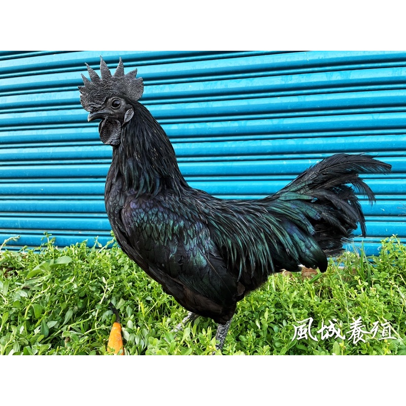黑雞種蛋的價格推薦 - 2024年1月| 比價比個夠BigGo