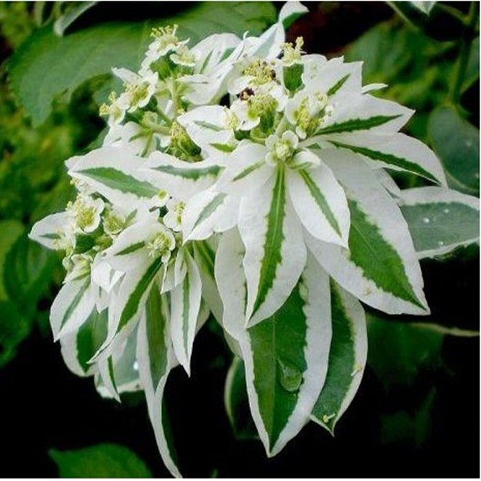 銀邊翠 種子 特價 蝦皮購物