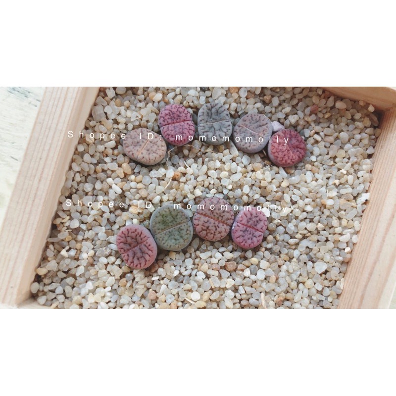 這裡有的花 番杏科多肉 彩虹 柘榴石頭玉 生石花 蝦皮購物