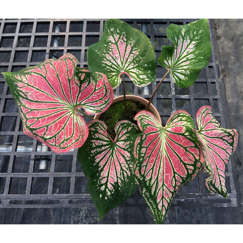 彩葉芋" Pink Symphony "(粉紅佳人、泰國美人)---2.5吋、5吋  /觀葉植物