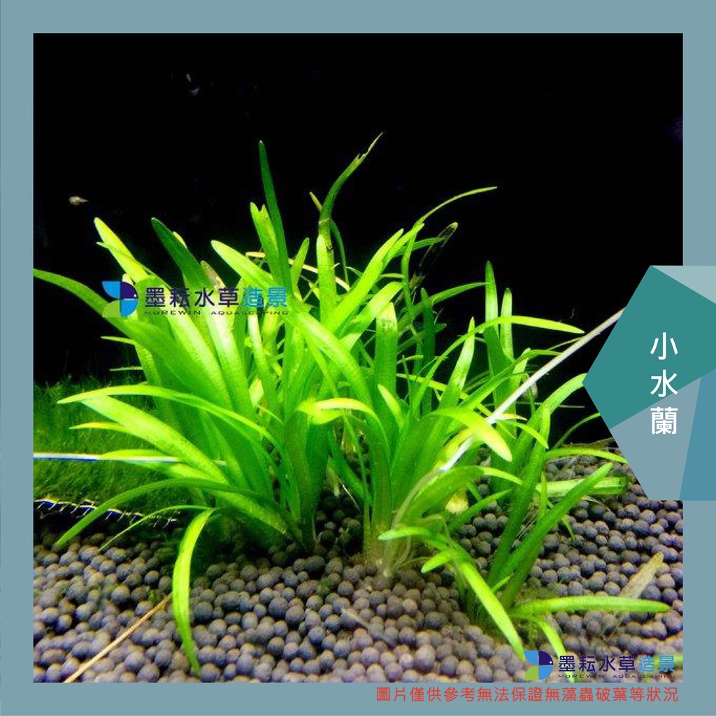 墨耘水草 小水蘭 水中葉 3株 15元中景不需co2 耐熱陰性草新手級水族 蝦皮購物