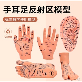 (MD-B_0110)手、耳 腳模型足底按摩模型腳部足部反射區模型按摩針灸艾灸穴位