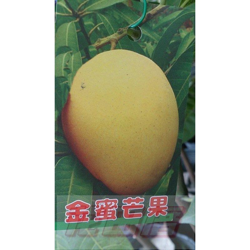 【花田厝】水果苗 _金蜜芒果 _ 4吋 高50-60cm 最甜的芒果品種