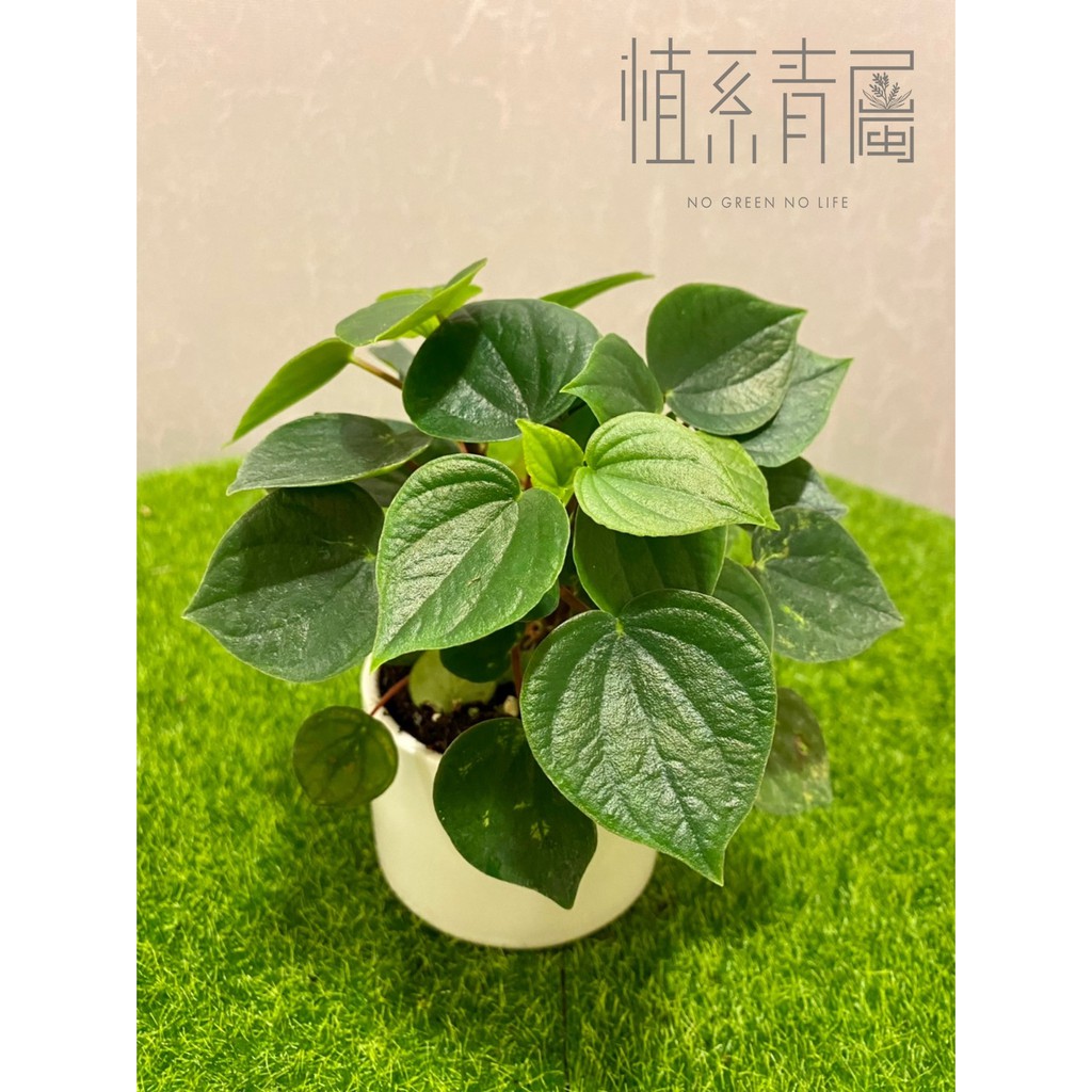植系青屬 心願椒草 室內植物 觀葉植物 三吋小品 不含水泥盆 蝦皮購物