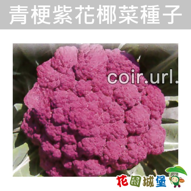 紫色花椰菜 優惠推薦 21年12月 蝦皮購物台灣