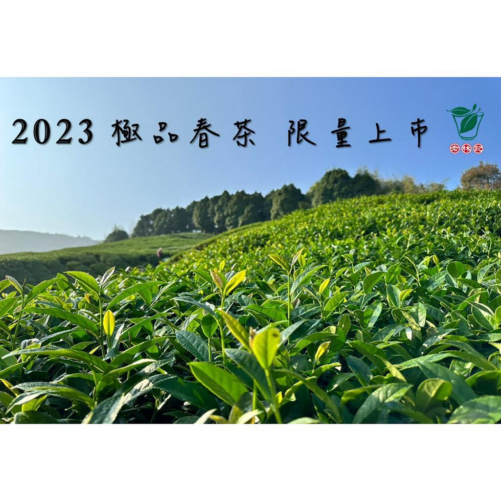2023極品春茶 杉林溪大崙茶園