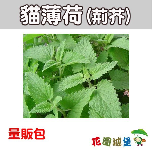 現貨-貓薄荷 種子 荊芥Catnip 香藥草 8公克量販包 貓玩具填料 沙拉、燉肉或烤肉的調味【花園城堡】