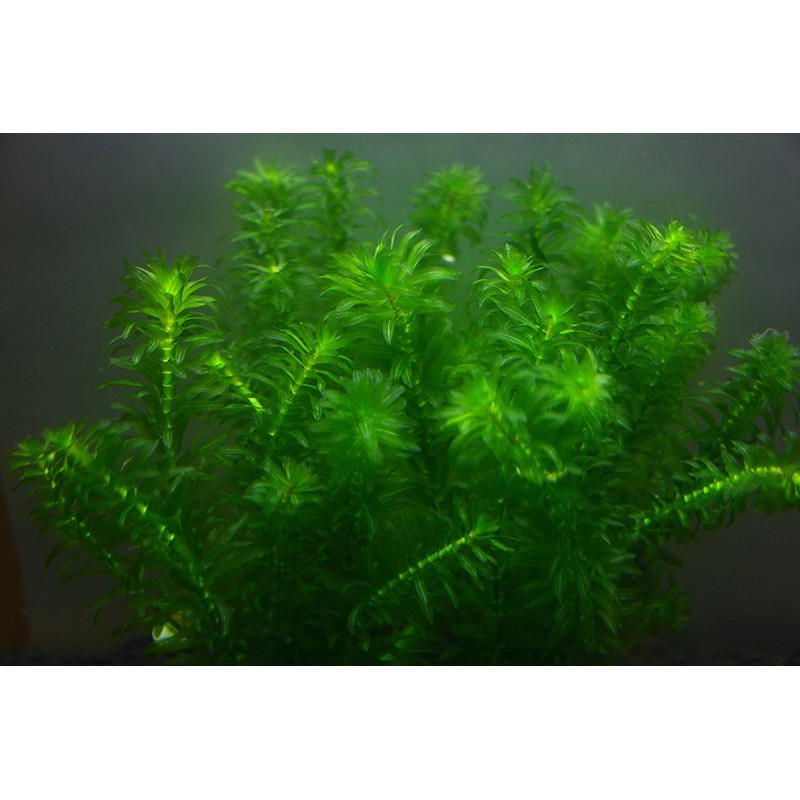蝦兵蟹將 水草造景 超好養水蘊草 組合商品 中景草後景草陰性水草入門級初學者 蝦皮購物