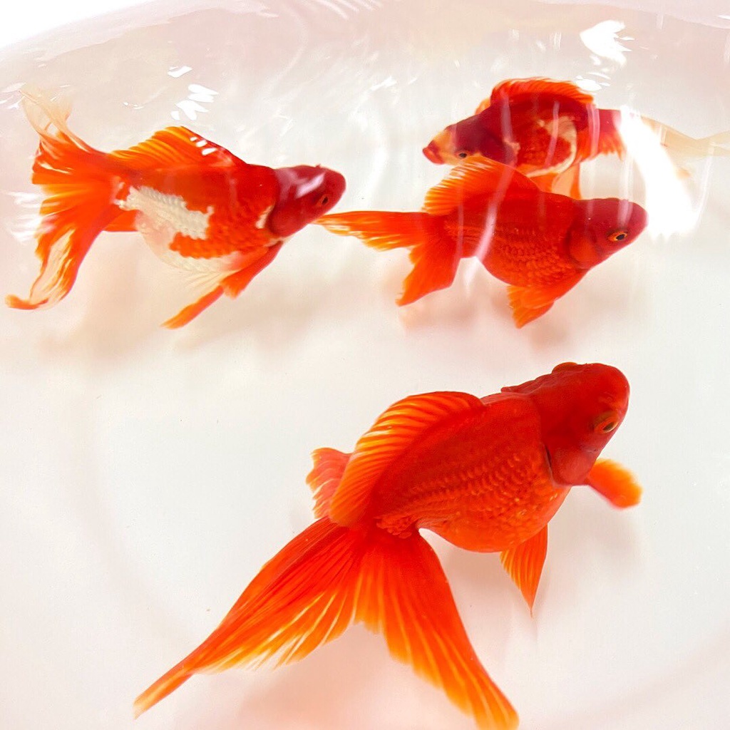 Hikari 高夠力saki Hikari 金魚特級色揚飼料100g 沉水性展現最佳金魚本色 蝦皮購物