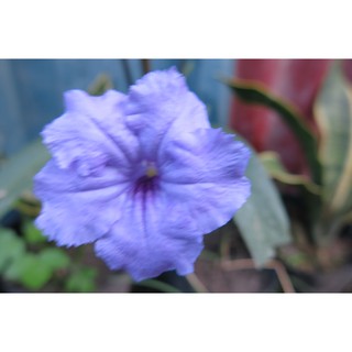 翠蘆莉 紫花蘆利草 蘆莉草 藍花草 日日見花 藍紫色系五支公分2元 粉紅色系一支公分7元 運費1元 郵寄 蝦皮購物