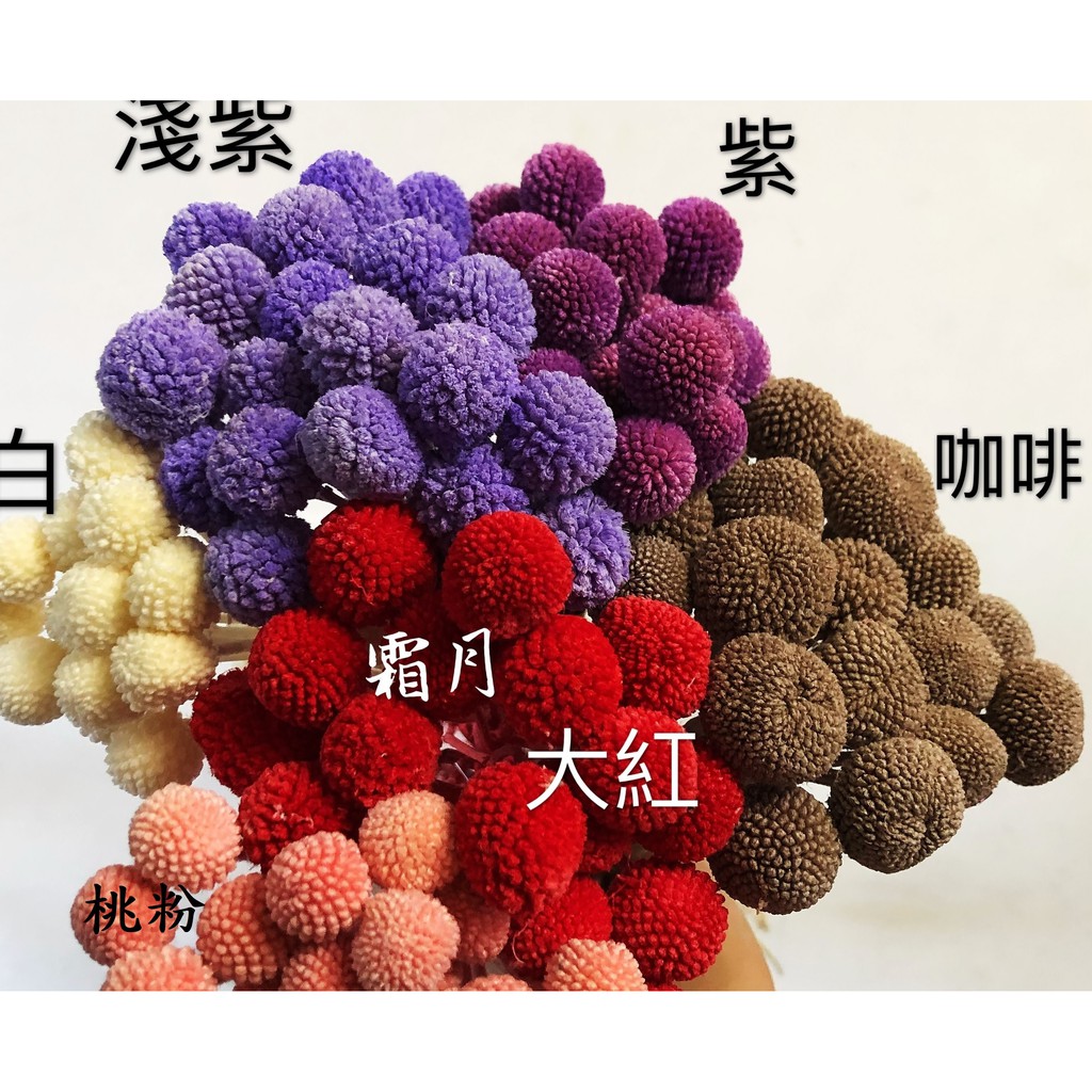 霜月~不凋花素材-進口不凋糖果色馬卡龍金仗球
