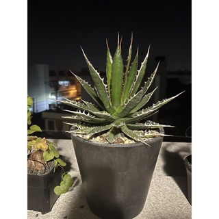 太妃糖霍利達圖1 2 3 4 現況圖刺的顏色很可愛 蝦皮購物