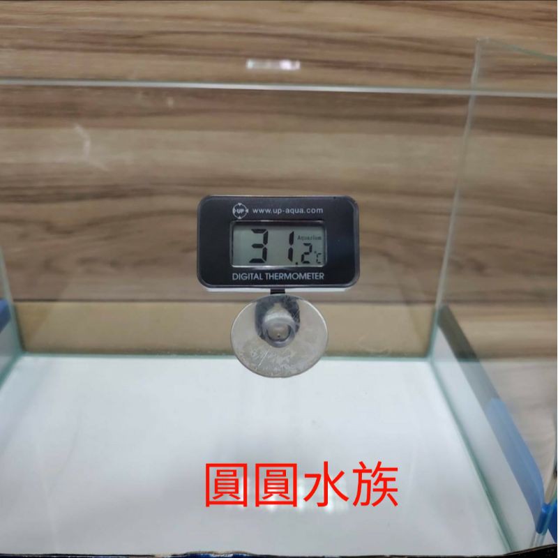 UP 雅柏 沉水數位式溫度計【防水設計】電子溫度計 溫度計 數字顯示 魚缸 烏龜