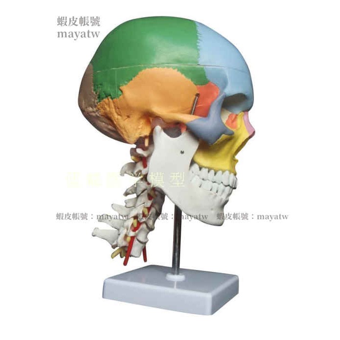 (MD-B_0616)人體頭骨模型 1：1 仿真頭顱骨模型 彩色頭骨附頸椎模型 色分頭骨