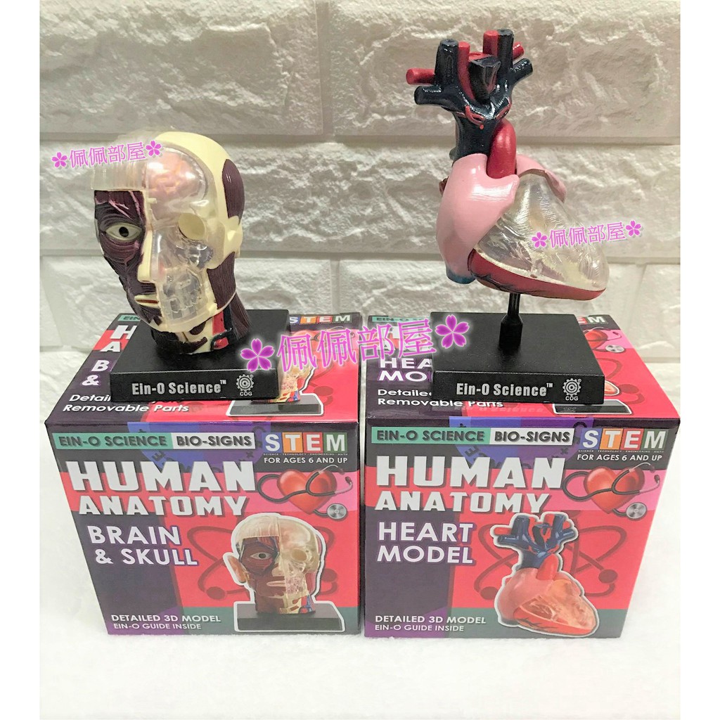 【✿佩佩部屋✿】日本 HUMAN ANATOMY 3D DIY 心臟 頭骨 大腦 器官 解剖 模型 醫學 教學 人體結構