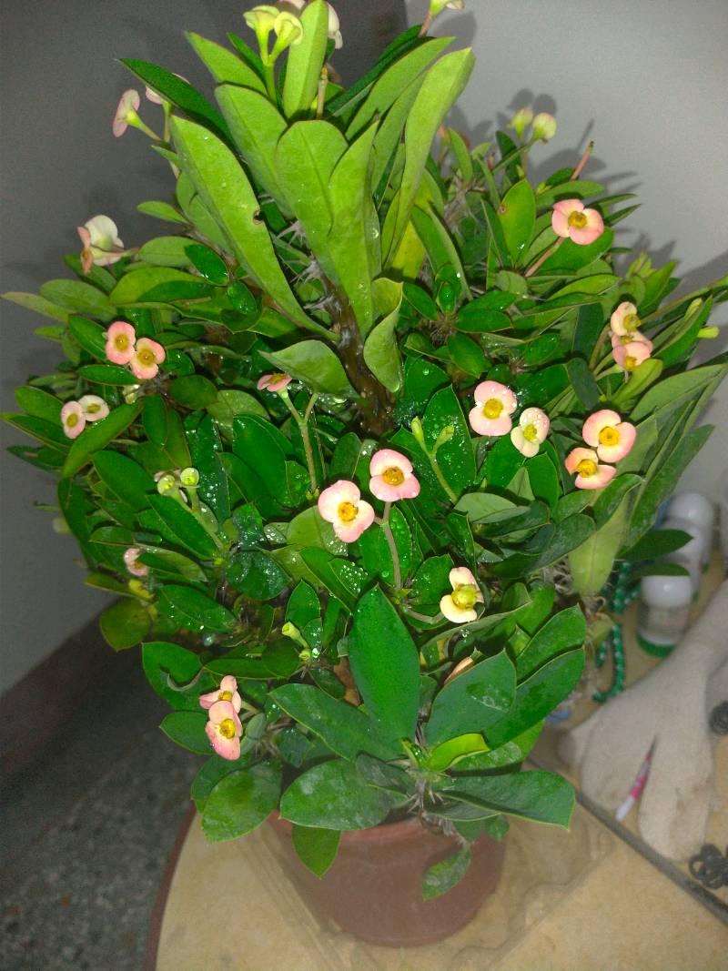 萬花叢 灌木植物 麒麟花 粉花 5吋盆 高約10 cm 蝦皮購物