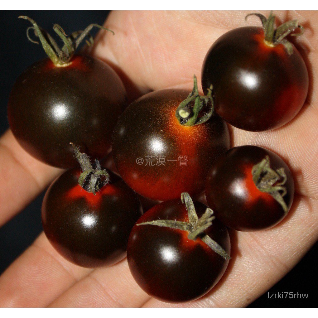 深紫紅色櫻桃番茄種子 與藍精靈共舞 甜與美麗兼具 傳家寶西紅柿小螞蟻稀有種子花卉/蔬菜/水果種子