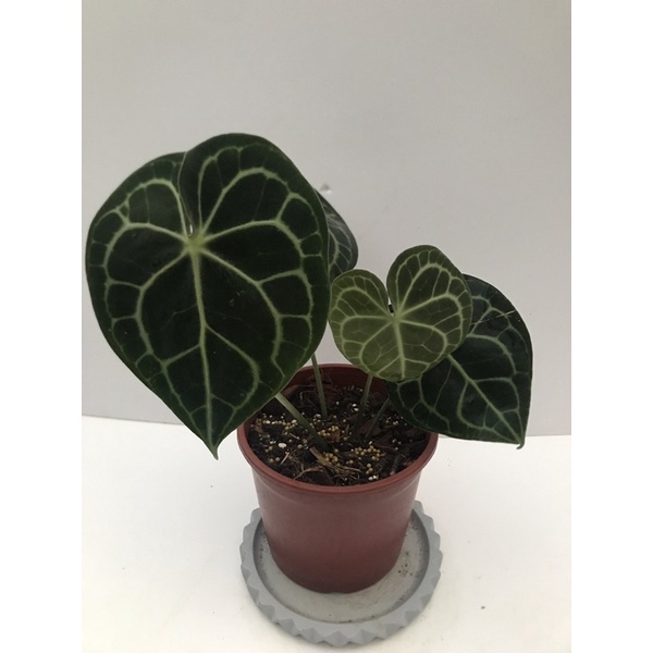 Anthurium clarinervium 明脈花燭（圓葉花燭）