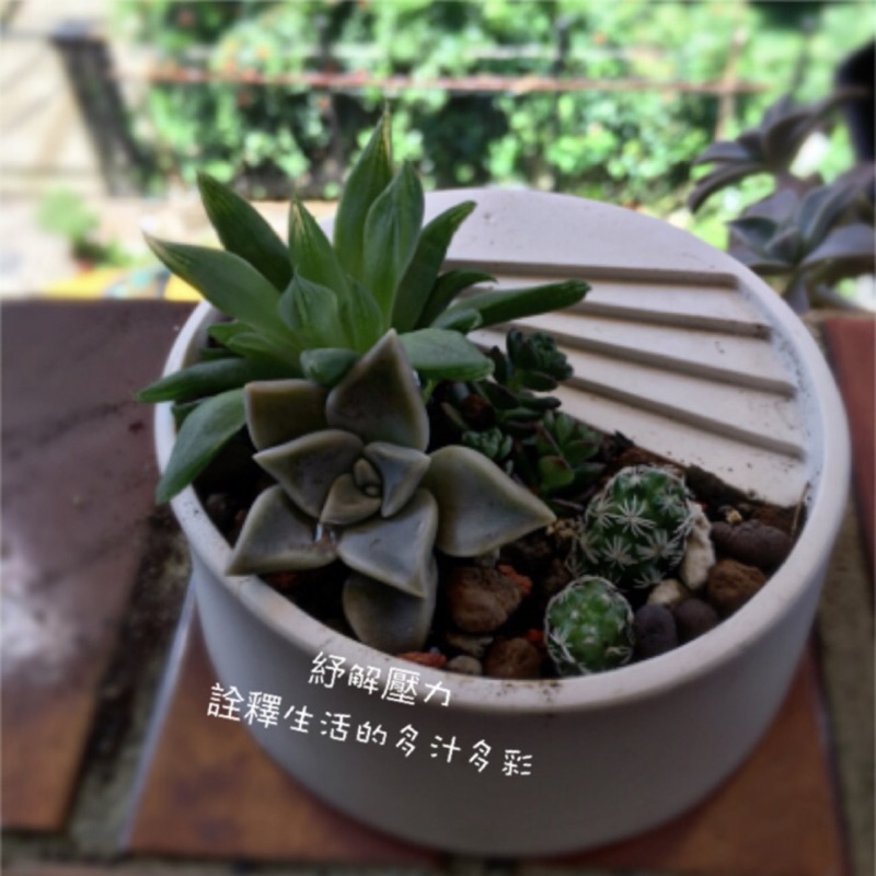多肉植物盆栽组合套装diy 花盆微景觀含盆土室内創意小肉肉 防輻射 清新室內療癒消除壓力 解憂防小人 蝦皮購物
