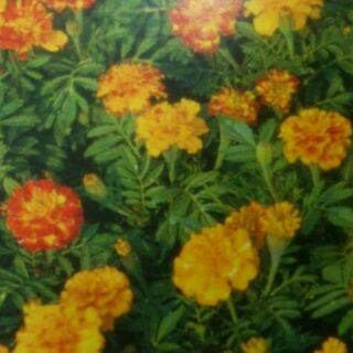 尋花趣 花海 孔雀草種子 1公斤