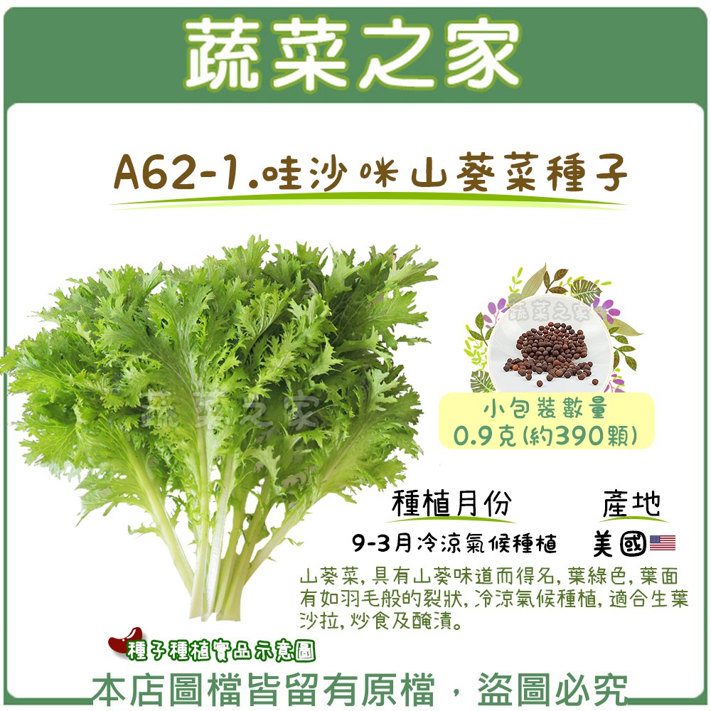 【蔬菜之家滿額免運】A62-1.哇沙咪山葵菜種子0.9克(約390顆)//山葵菜，具有山葵味道而得名，葉綠色葉菜類種子